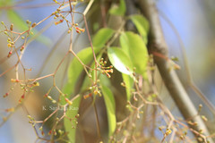 Commiphora caudata var. caudata